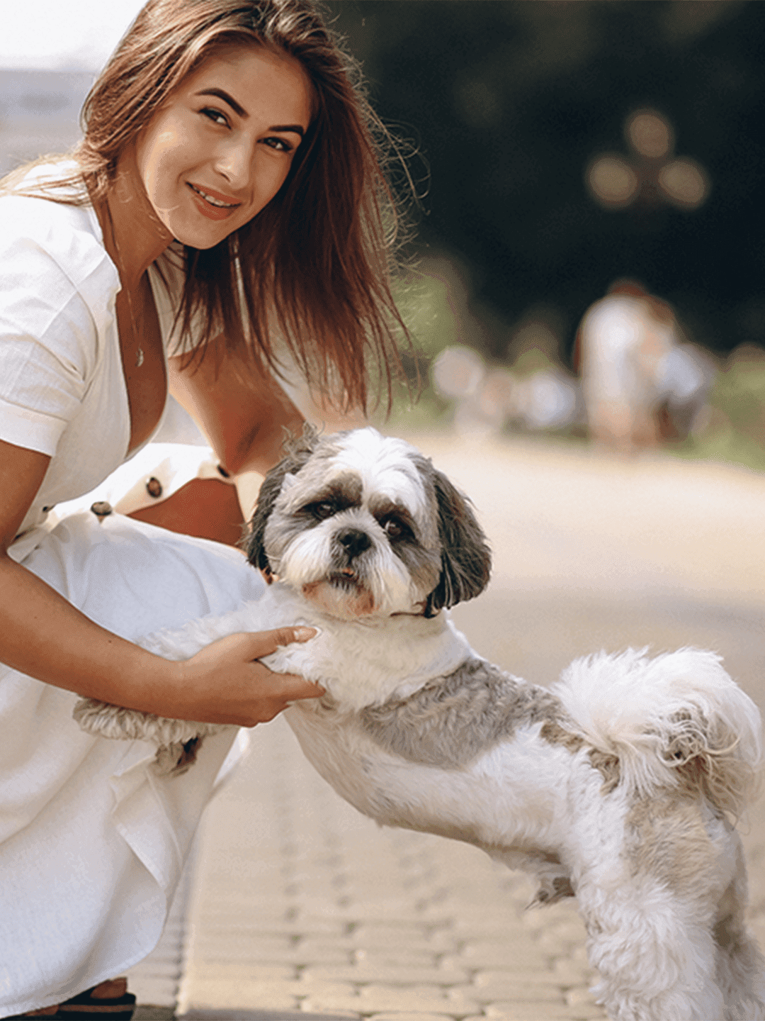 10 Curiosidades Incríveis Sobre o Shih Tzu!