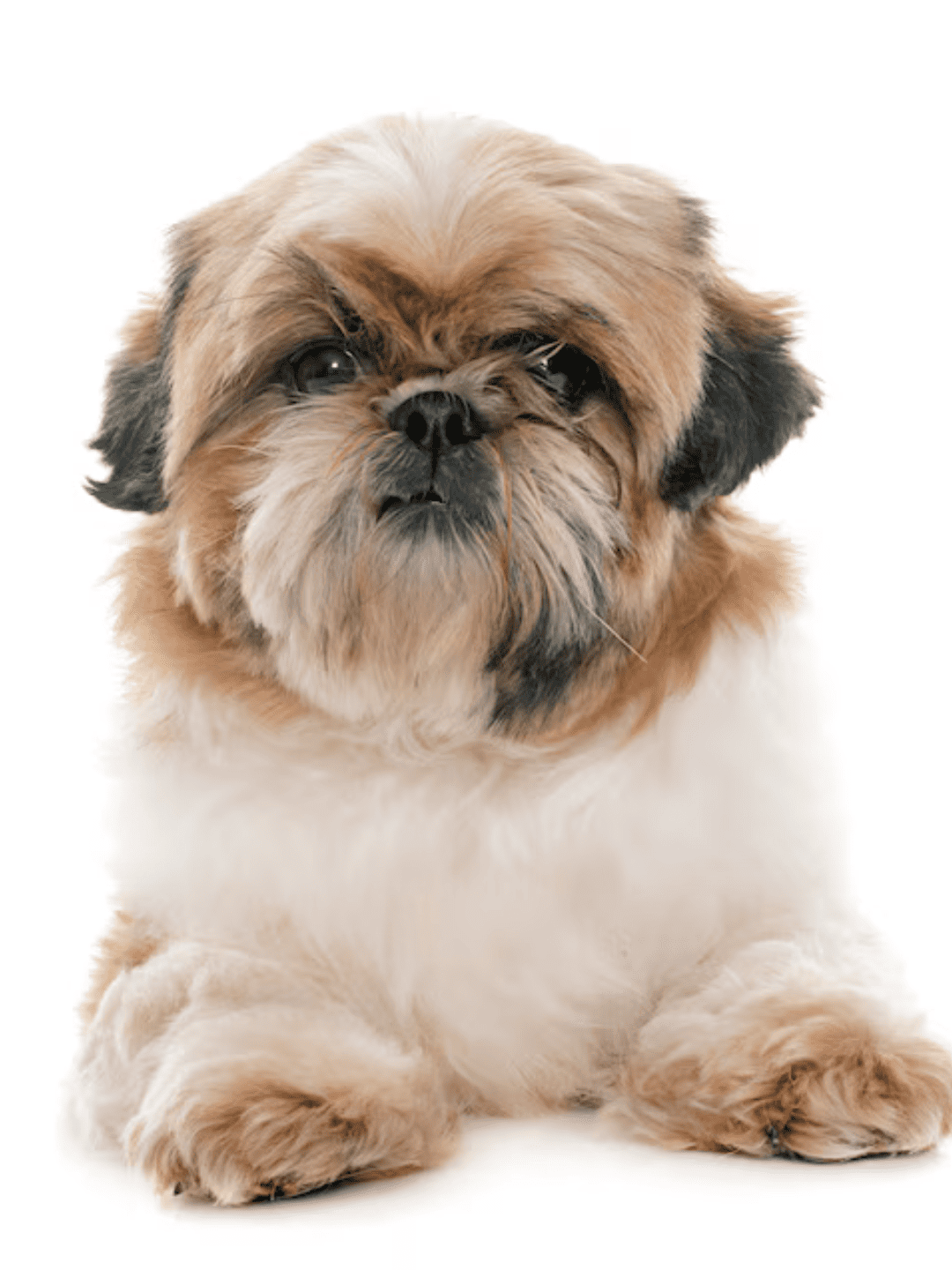 Seu Shih Tzu está gordinho? Veja como evitar obesidade
