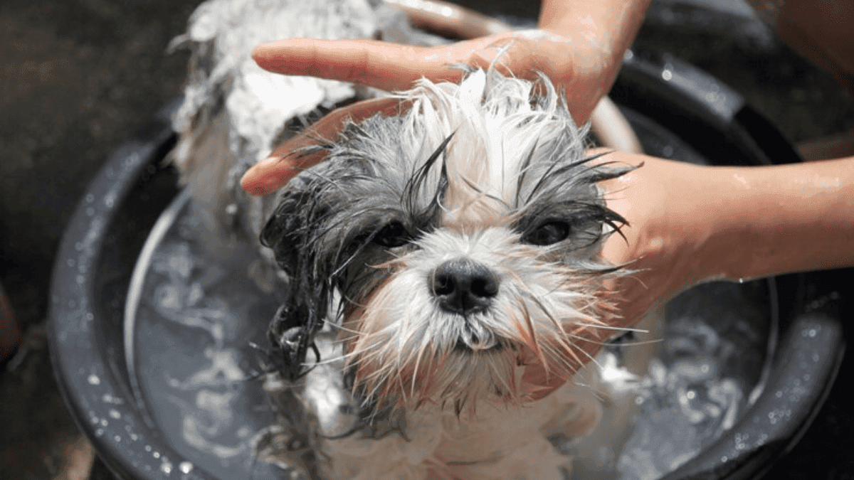 acostumar o Shih Tzu ao banho