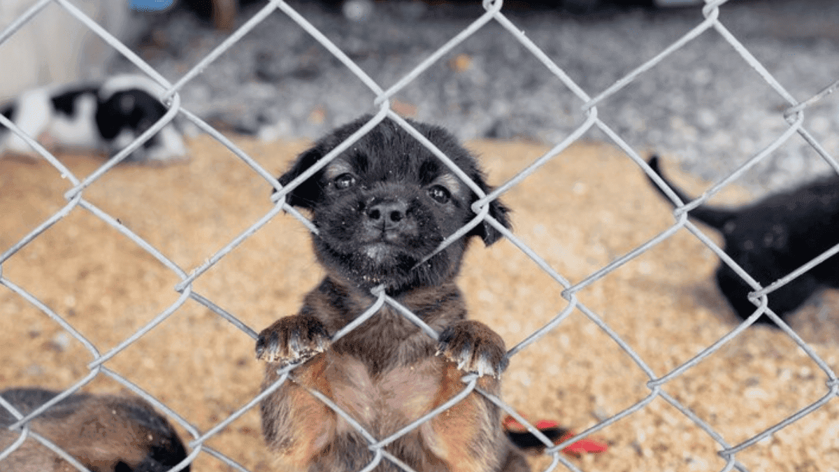 Adotar ou Comprar Shih Tzu? Um Guia para Iniciantes!