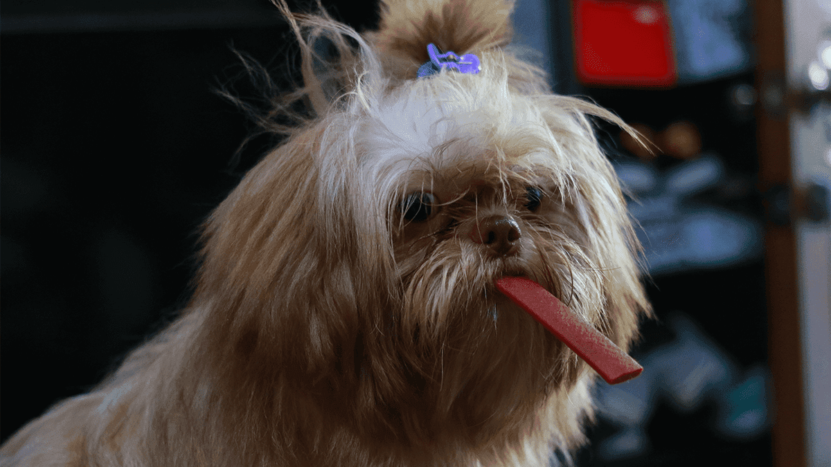 Alimentos Proibidos para Shih Tzu: Cuidados Importantes