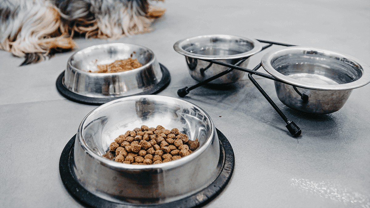 Bebedouros e Comedouros para Shih Tzu: A Escolha Ideal!