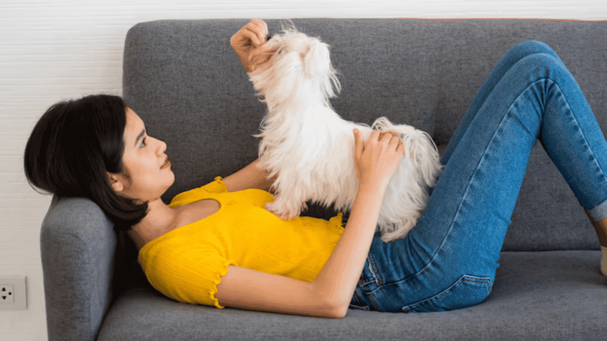 Brincadeiras que Estimulam o Cérebro do Shih Tzu: Amei a Última!