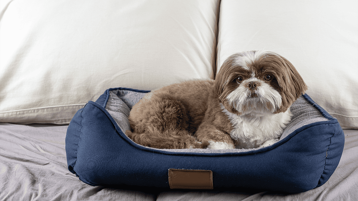 Camas ideais para Shih Tzu: Conforto e Bem-estar no Dia a Dia