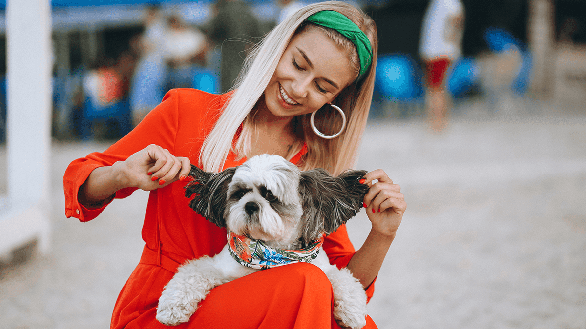 Celebridades que têm ou tiveram Shih Tzus: Descubra!