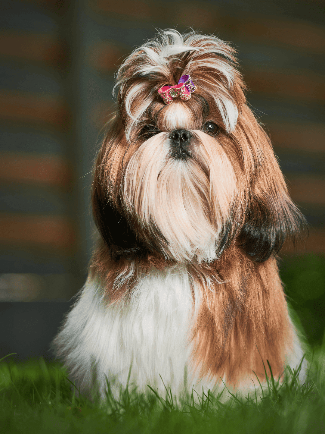 A história por trás do nome Shih Tzu