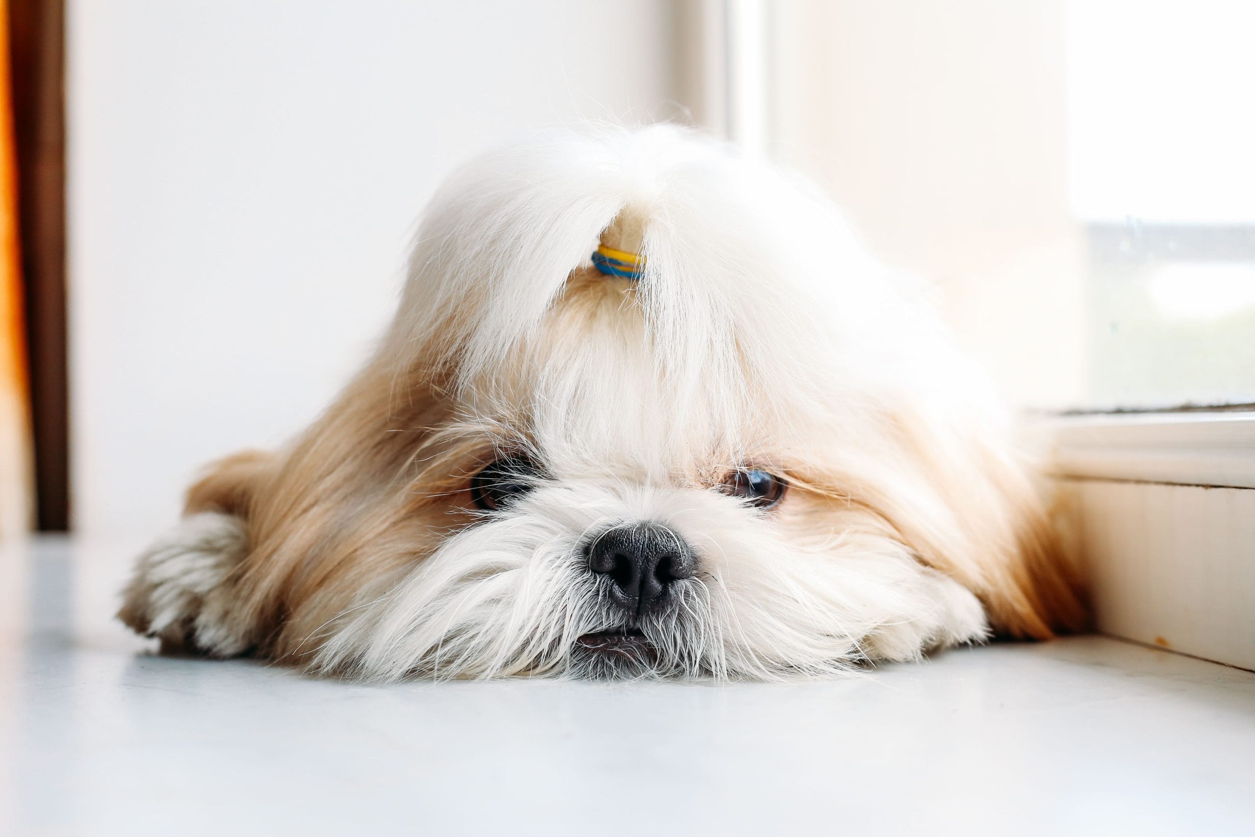 Ciúmes do Shih Tzu? Como lidar!