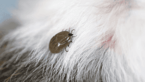 Combater pulgas e carrapatos no Shih Tzu? Veja Como!