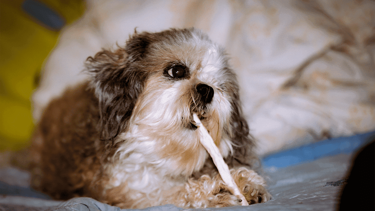 Como oferecer petiscos para o Shih Tzu de forma saudável: Faça Isso!