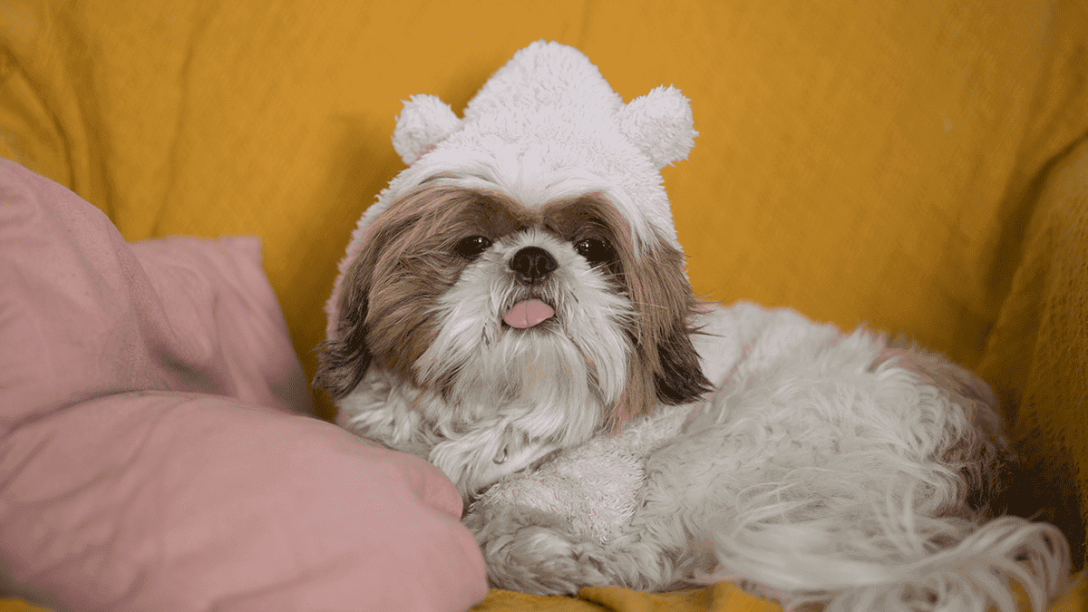 Cuidados com o Shih Tzu no frio: Fiquei Surpresa!