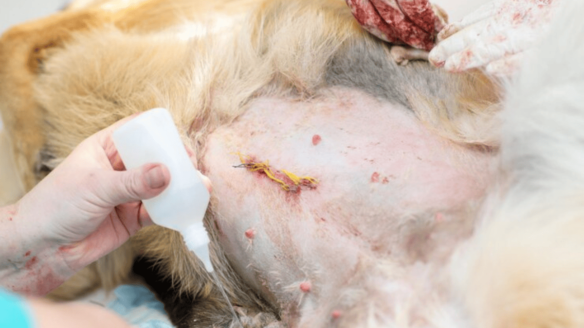 Cuidados pós-castração em Cães da Raça Shih Tzu: Entenda!