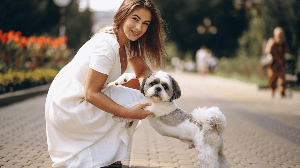 curiosidades sobre o shis tzu