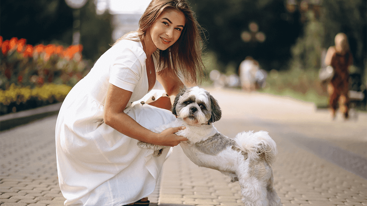 curiosidades sobre o shis tzu