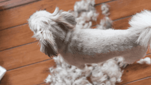 Dermatite em Shih Tzu: Veja os Sinais!
