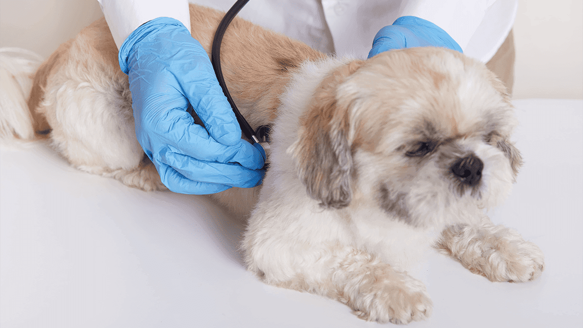 Doenças respiratórias no Shih Tzu: Veja Prevenção