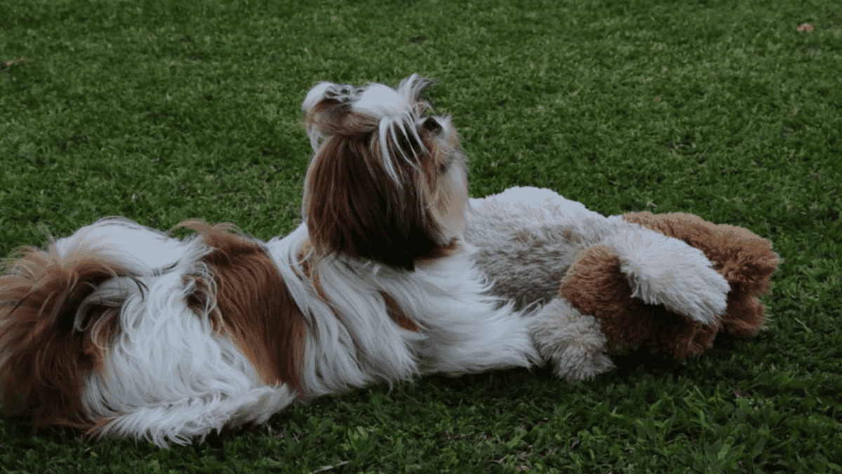 Enriquecimento Ambiental para Shih Tzu: Como fiz e deu Certo!