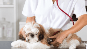 Exames Preventivos Importantes para Shih Tzu: Faça!