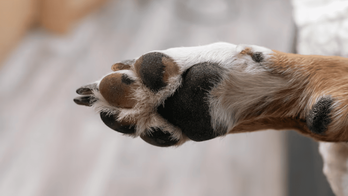 Higiene das patas do Shih Tzu: Como Fazer Corretamente
