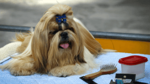 Kit de Higiene para Shih Tzu: Descubra como Montar Um!