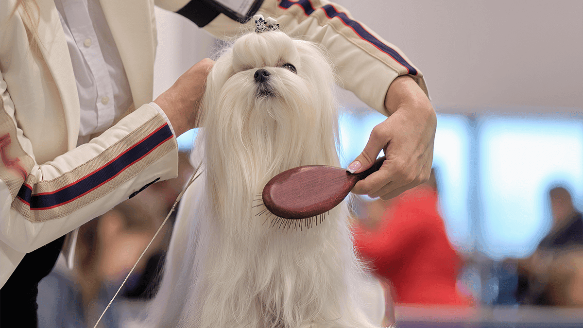 Melhores Escovas para Pentear o Pelo do Shih Tzu: Veja!