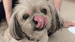 Melhores petiscos naturais para Shih Tzu: Gostei do Último!