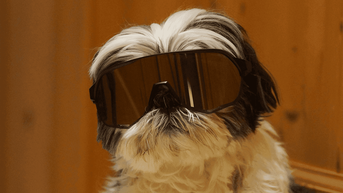 Mitos e verdades sobre o Shih Tzu: Me Surpreendi!