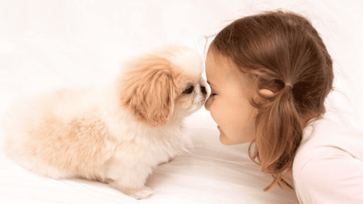 O Shih Tzu é bom com crianças? A Resposta é de Arrepiar!