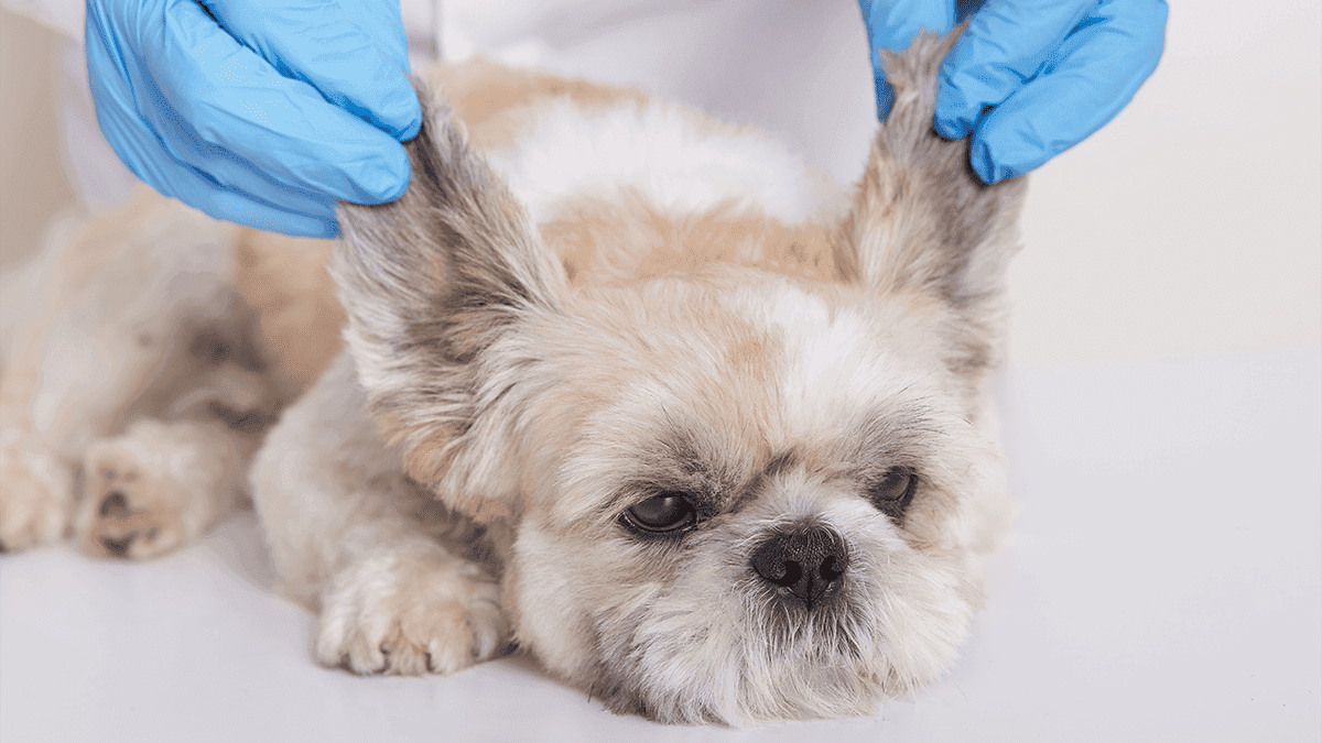 Otite em Shih Tzu: Causas e como Evitar!