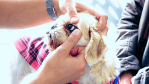 Por que o Shih Tzu lacrimeja tanto? Descubra Aqui!