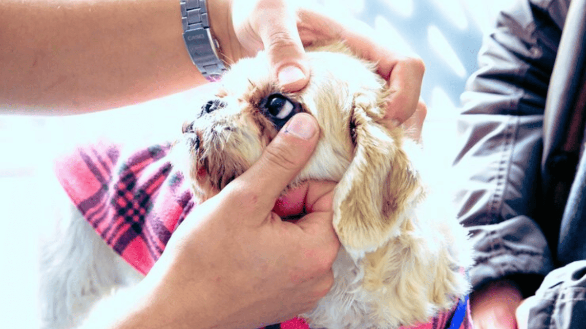 Por que o Shih Tzu lacrimeja tanto