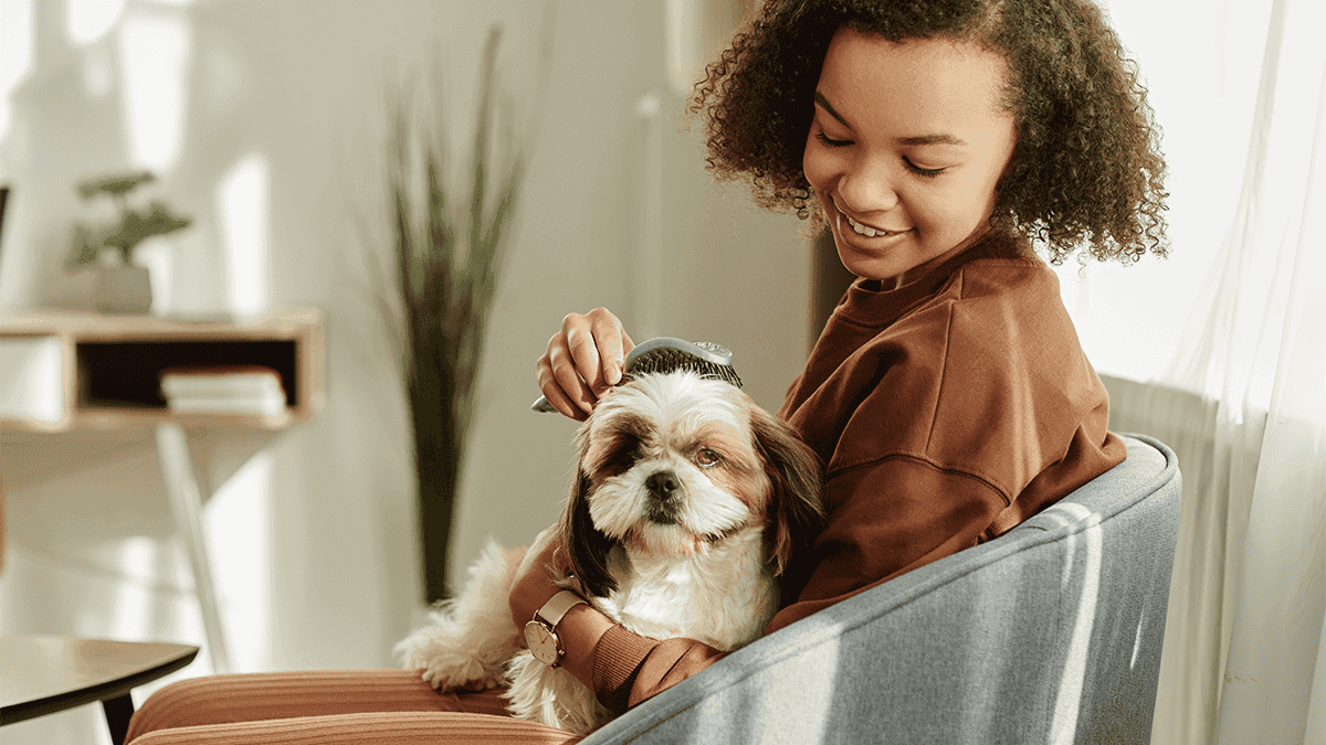 Primeiros cuidados com o filhote de Shih Tzu