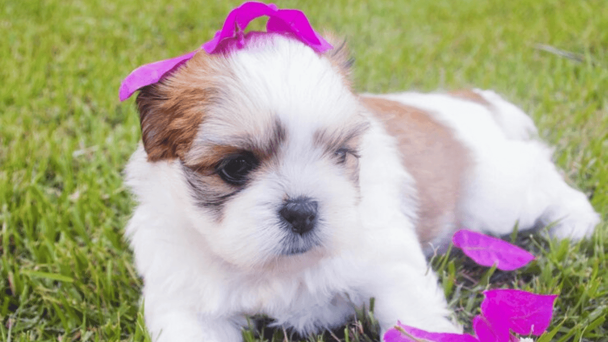 Produtos Calmantes Naturais para Shih Tzu: Nunca vi Igual!