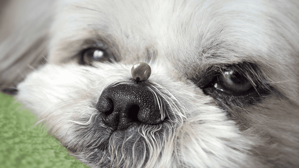 pulgas e carrapatos no shih tzu