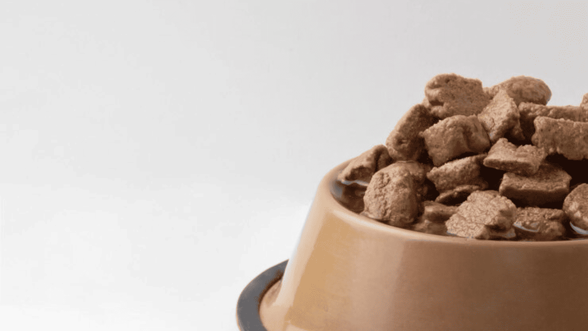 Ração Úmida x Seca: Qual é a Melhor para Shih Tzu?