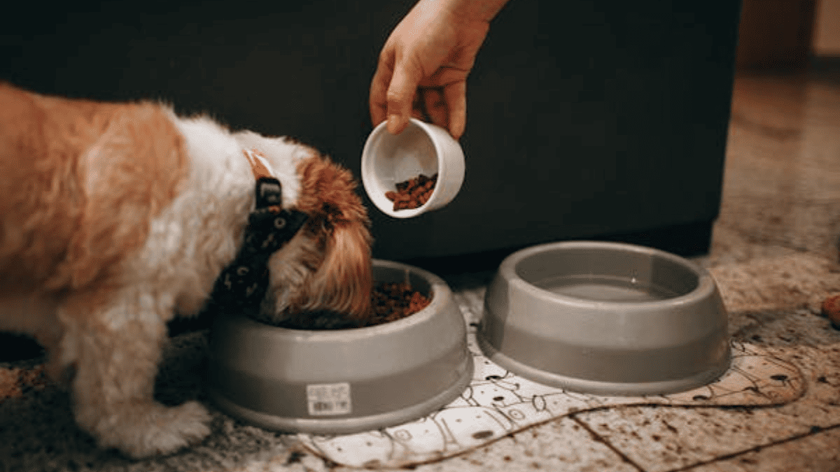 Receita de Papinha Caseira para Shih Tzu Doente: Fiz, deu Certo!