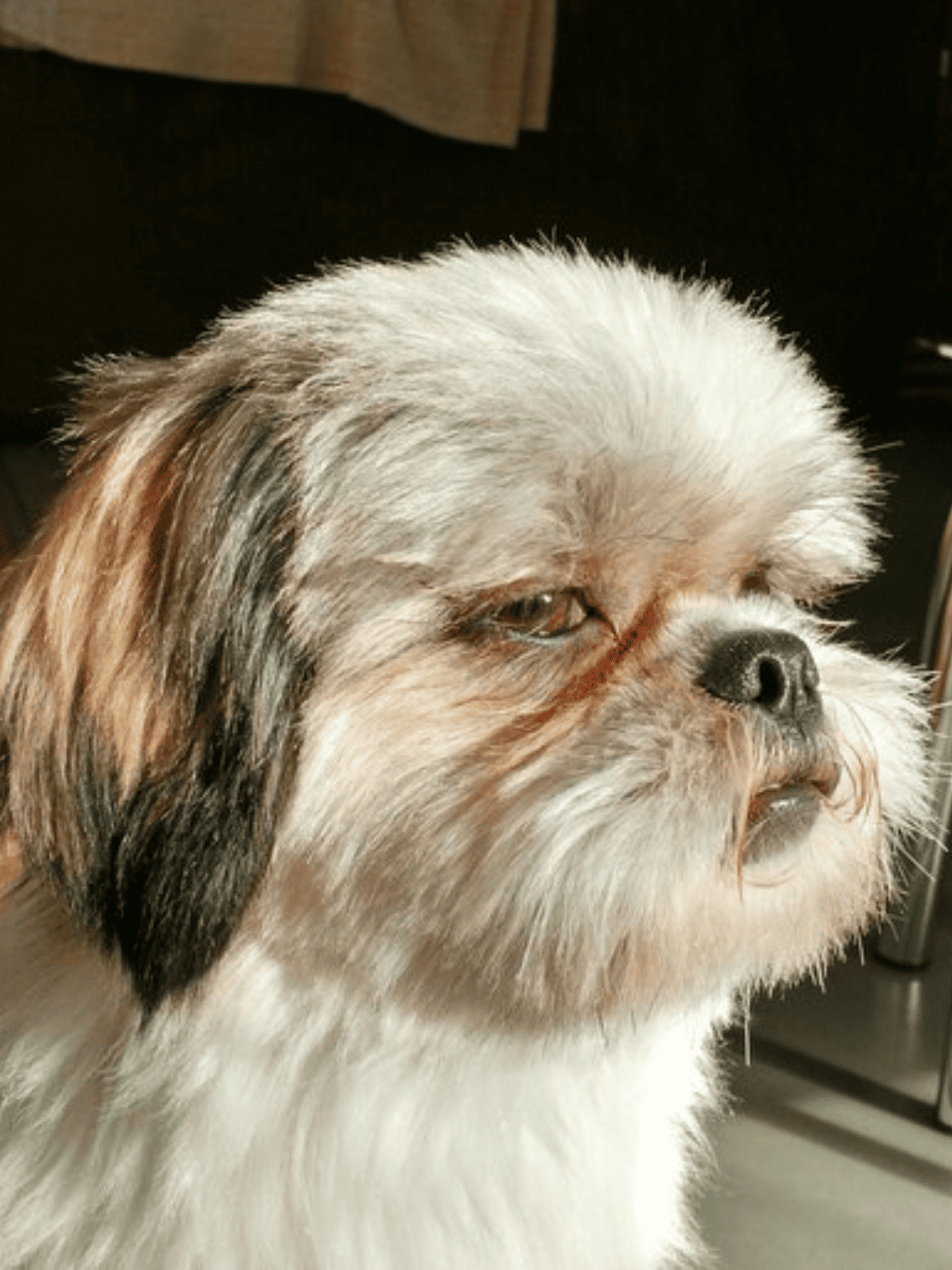 Lacrimejamento em excesso no Shih Tzu: normal ou alerta?