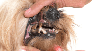 Saúde Bucal do Shih Tzu Idoso: Como Cuidar!