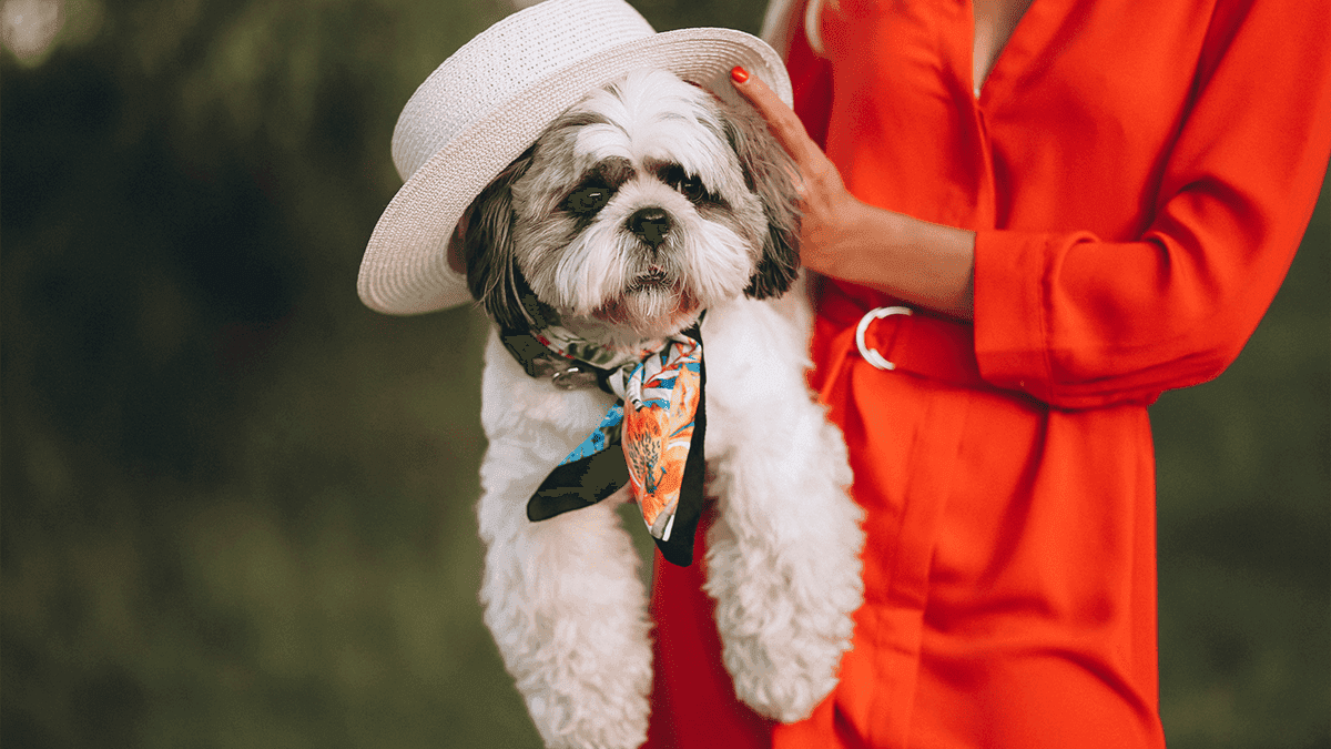 Shih Tzu: a Raça que Conquistou Imperadores e Corações