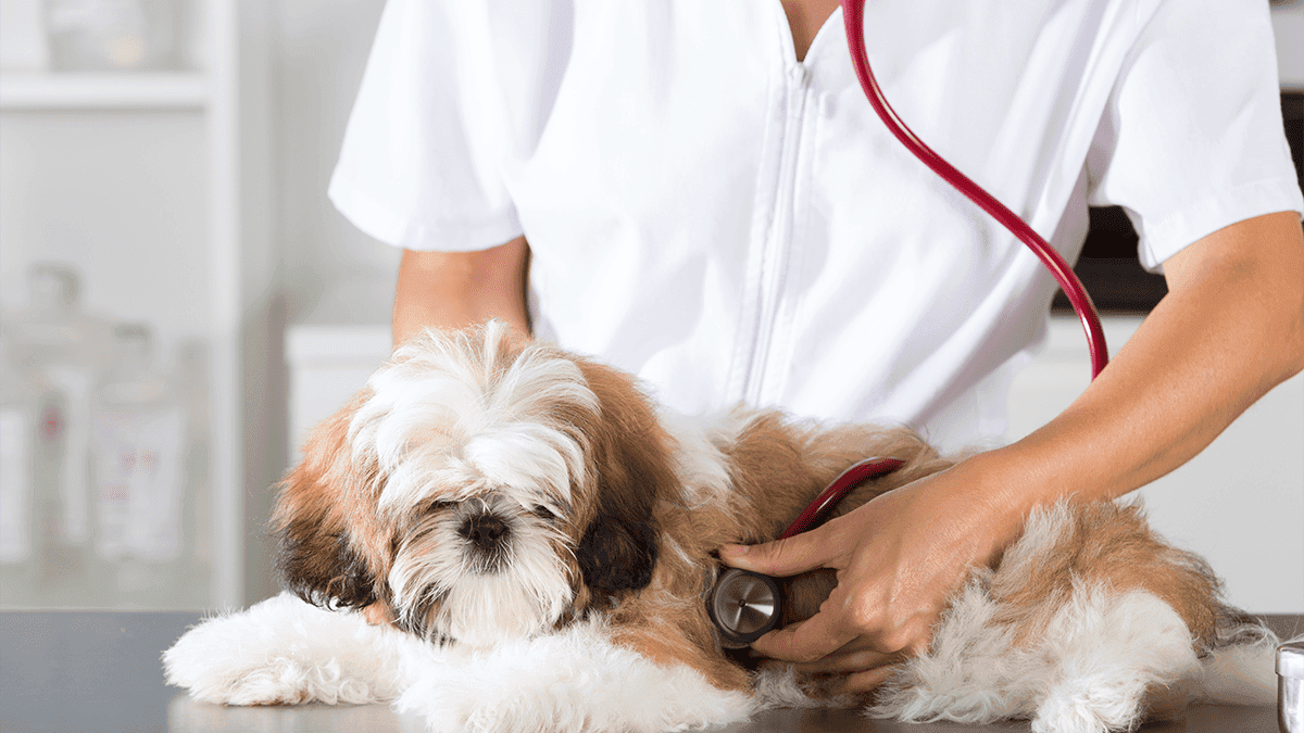Shih Tzu com Sensibilidade Digestiva: Veja Tipos de Ração