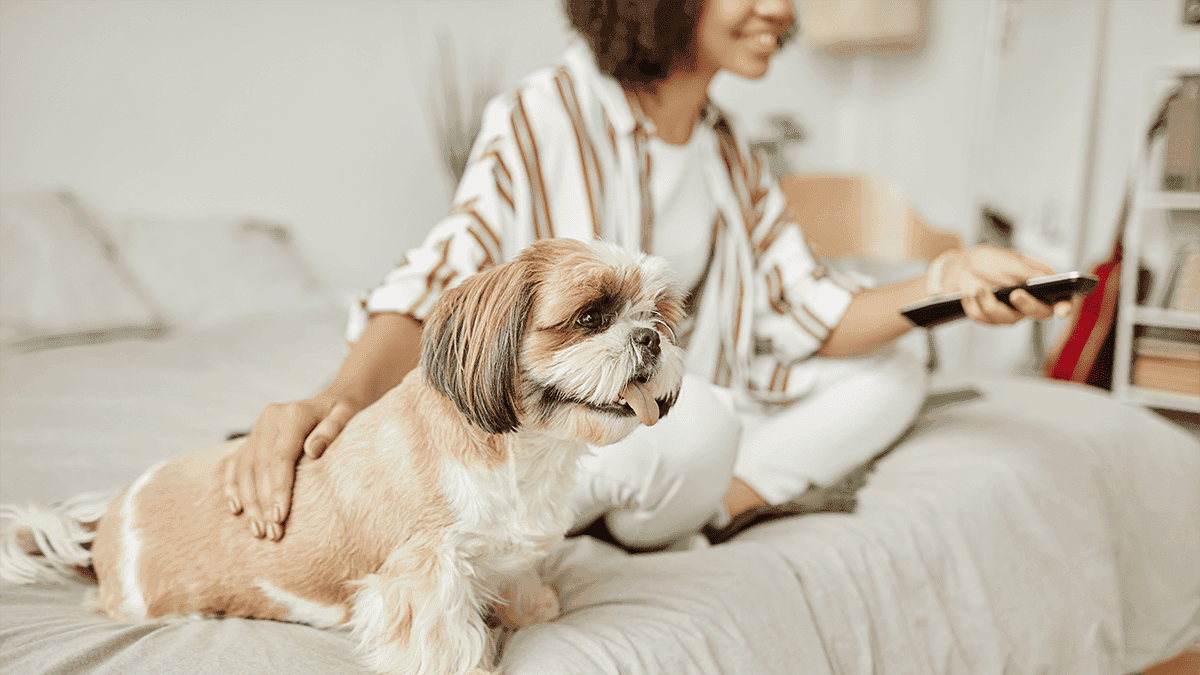Shih Tzu combina com apartamento? Descubra agora!