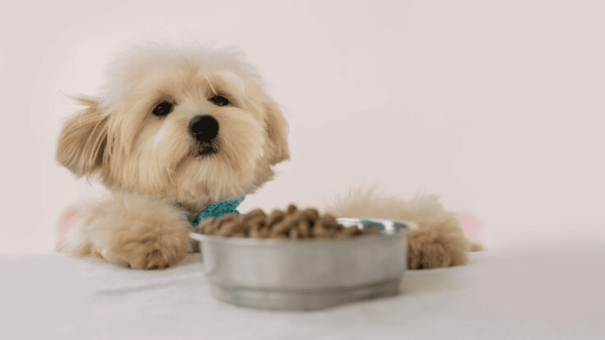 Shih Tzu Come Quantas Vezes por Dia? Fiz e deu Certo!