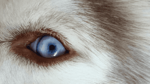 Shih Tzu de olhos azuis existe? Não Sabia!