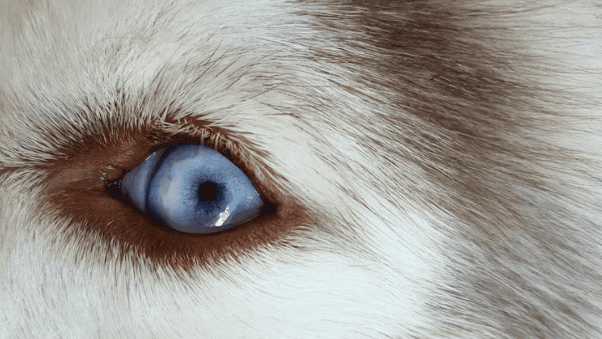 Shih Tzu de olhos azuis