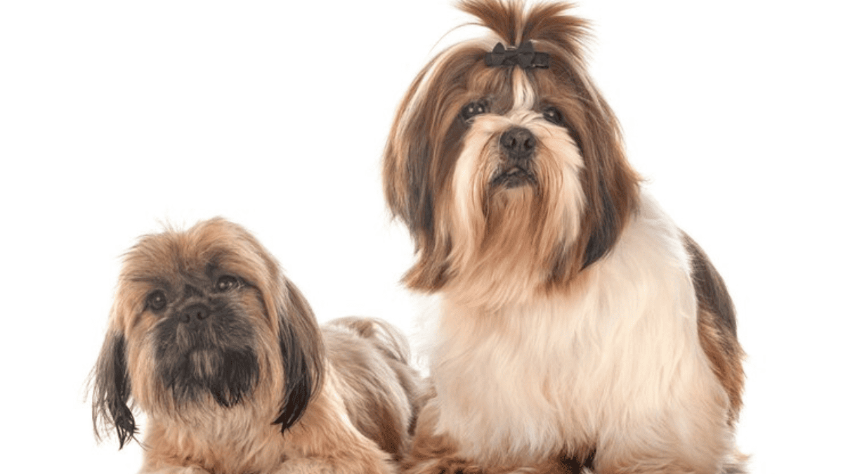 Shih Tzu e Lhasa Apso
