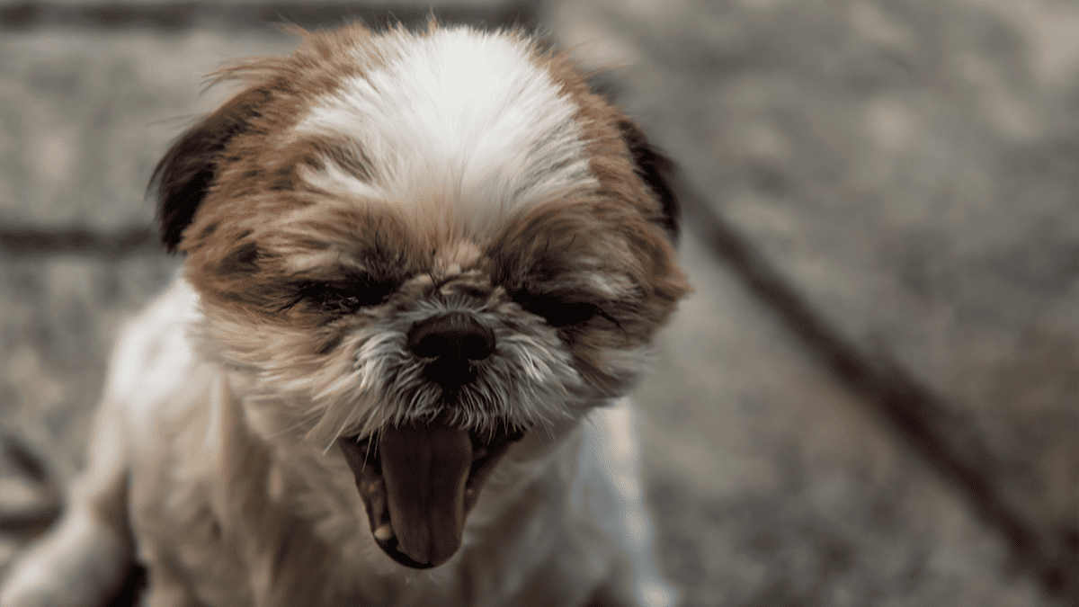 Shih Tzu late demais? Como controlar