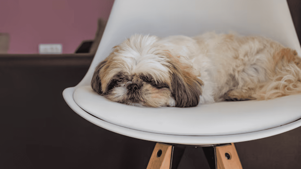 Shih Tzu não quer comer? Como Estimular o Apetite!
