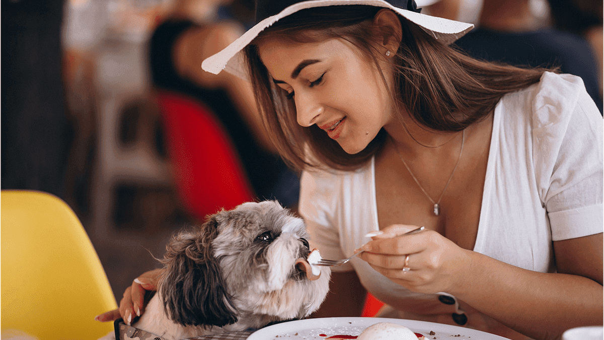 Shih Tzu pode comer de comida caseira