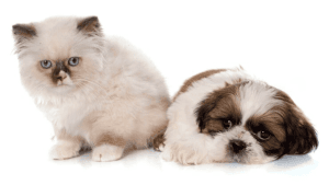 Shih Tzu Vivendo com Outros Animais? Isso Pode?