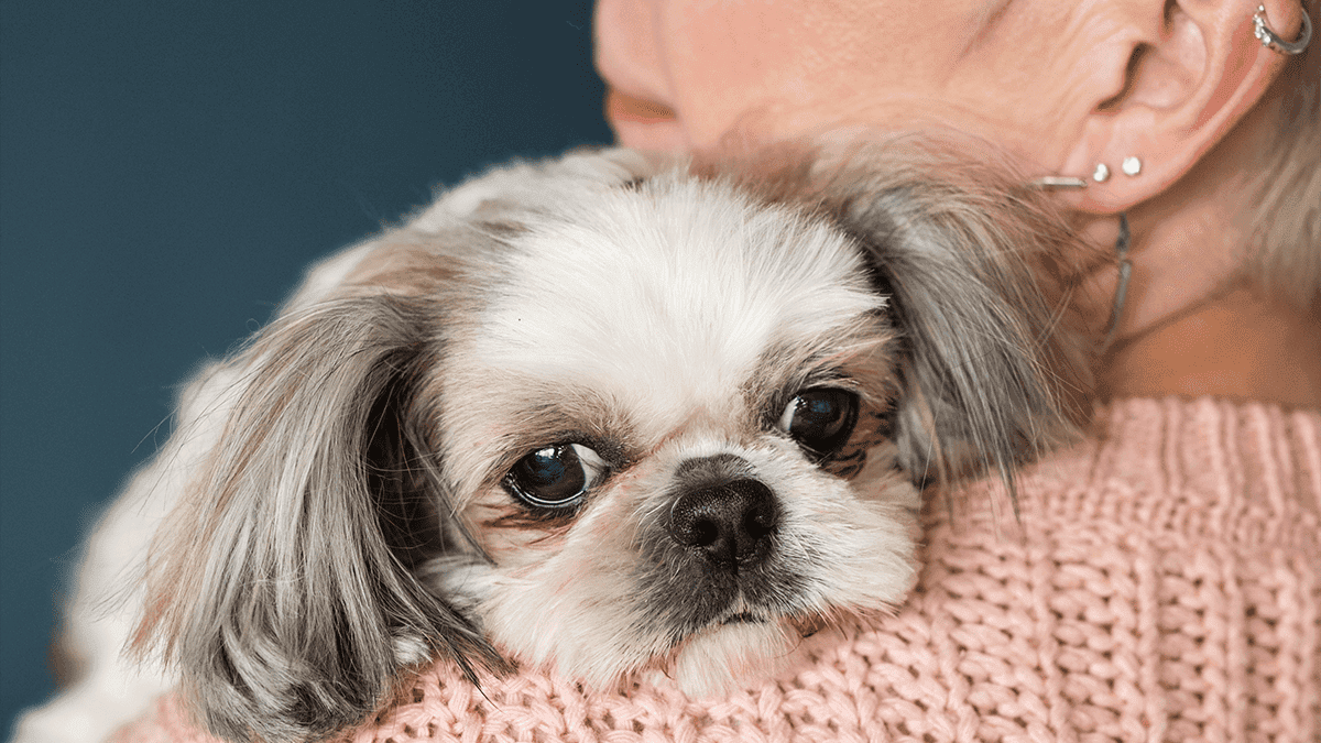 Todo Shih Tzu é teimoso! Mito ou verdade?