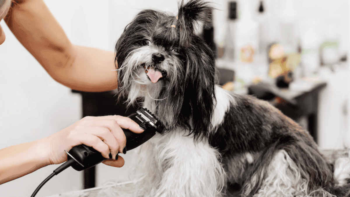 Tosar Shih Tzu em Casa: Quais Ferramentas Comprar?